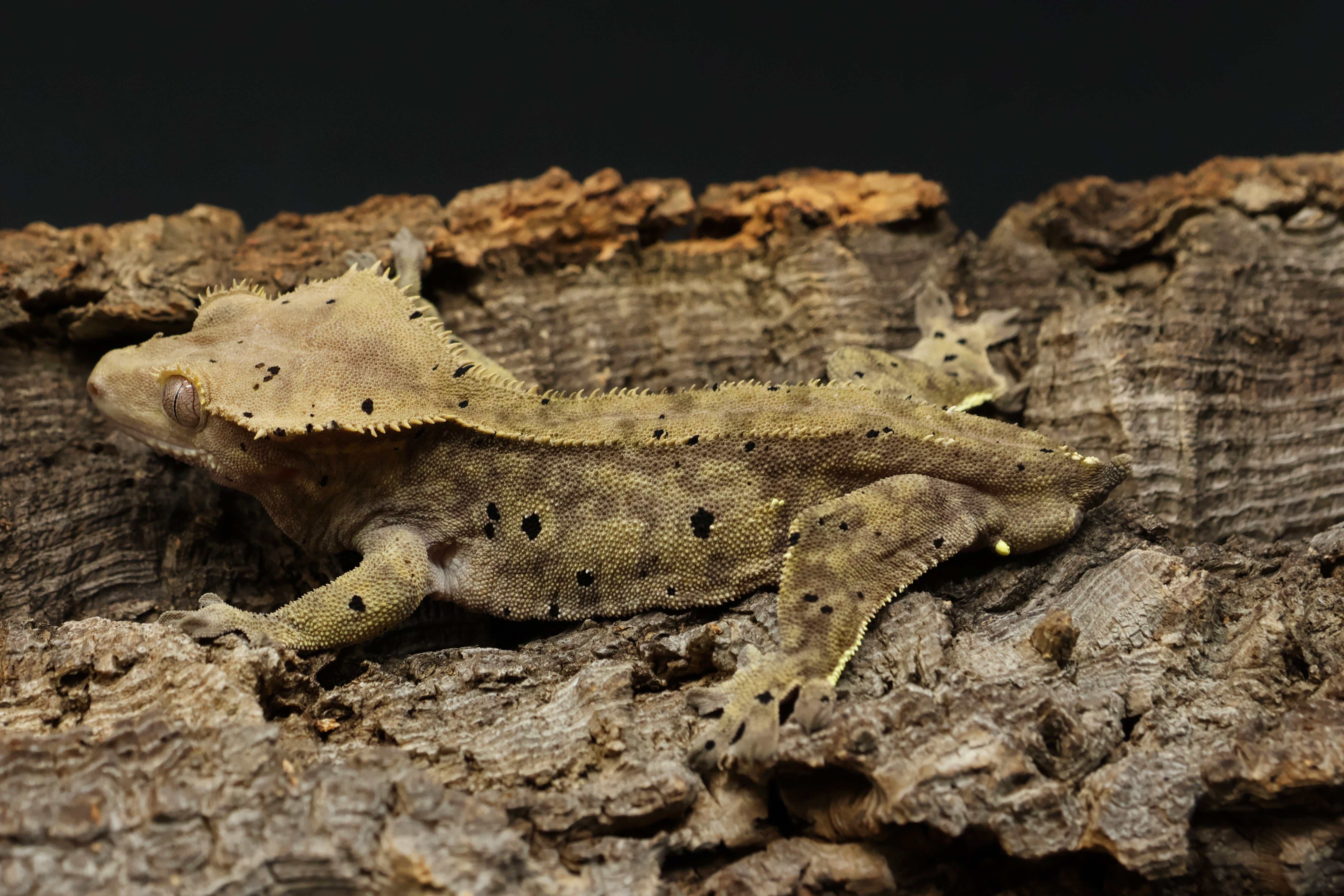 The Derpy Gecko