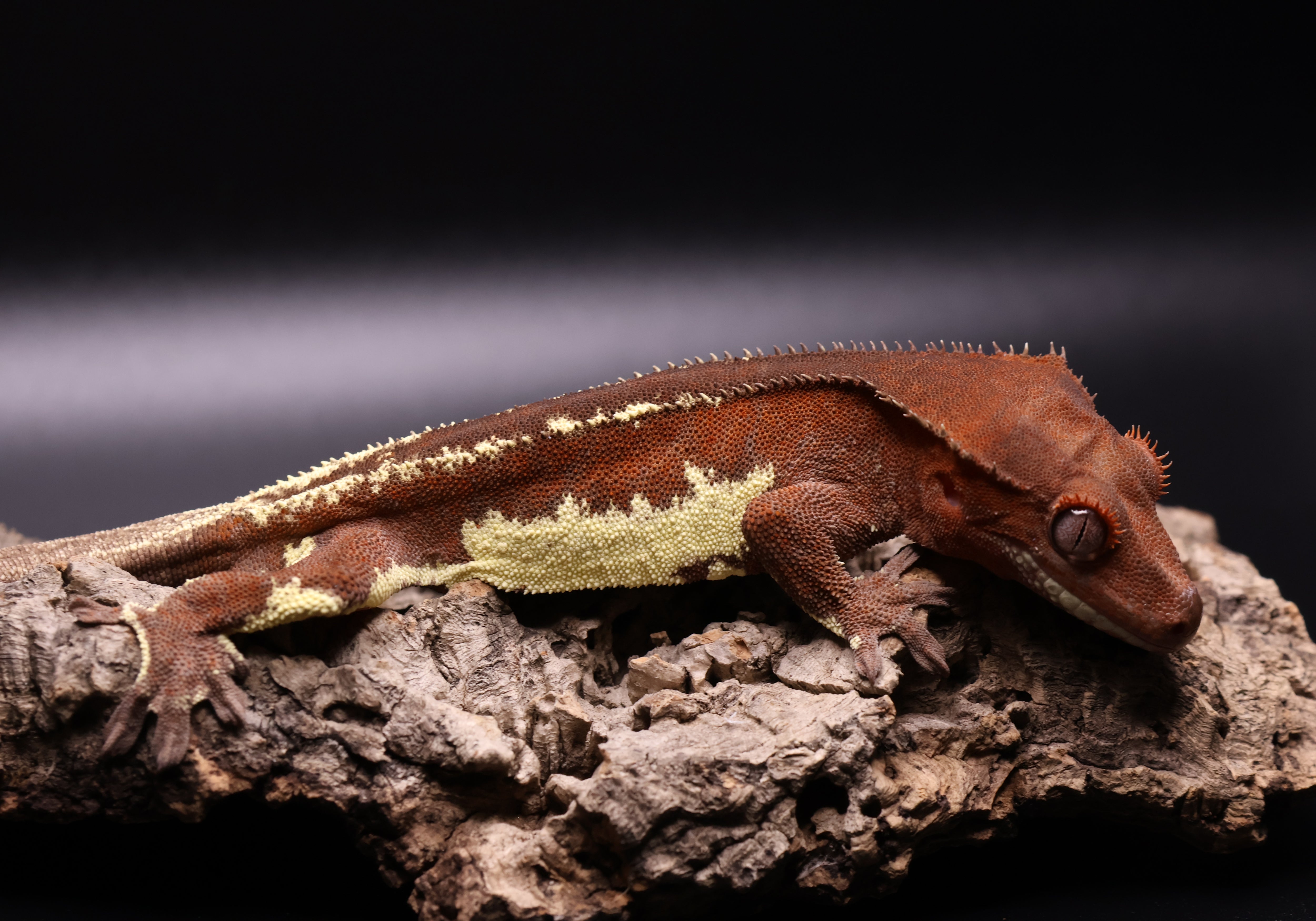 The Derpy Gecko